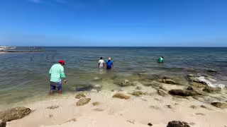 Playas de Yucatán pasan la prueba en  vacaciones: son aptas para bañistas y los análisis descartan marea roja