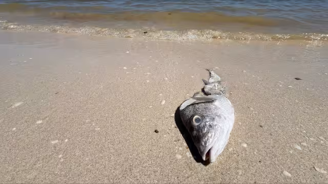 La contaminación de megagranjas y la destrucción de barreras naturales alimenta las algas tóxicas