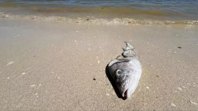La contaminación de megagranjas y la destrucción de barreras naturales alimenta las algas tóxicas