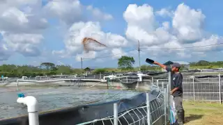 El estado apuesta por la producción de tilapia como alternativa productiva para el sector pesquero