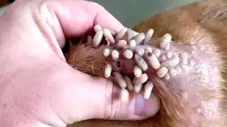 En Quintana Roo no hay casos de miasis por gusano barrenador en humanos.