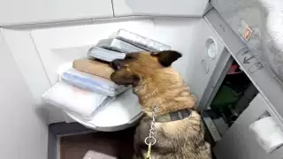 Decomisan más de 7 mil pastillas de fentanilo en una empresa de  paquetería en Cancún