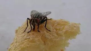 Yucatecos dan consejos para prevenirse de la “plaga de moscas”