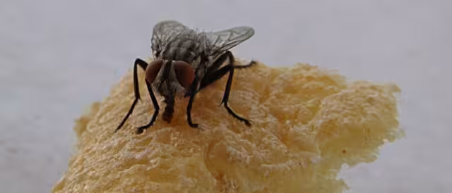 La bolsa de agua con monedas es uno de los métodos más comunes.