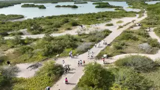 Gobierno y sociedad civil suman esfuerzos por los manglares de Yucatán