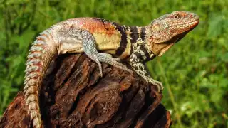La iguana yucateca de cola espinosa es amenazada por la pérdida de hábitat y el comercio ilegal de especies