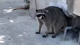 Rescates de fauna recaen en ciudadanos ante falta de apoyo oficial