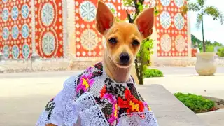   ¡Bomba! Perrita yucateca posa con su terno y engalana las redes sociales   
