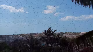 Alerta en el campo de Campeche: controlan brotes de langosta y advierten aumento por lluvias