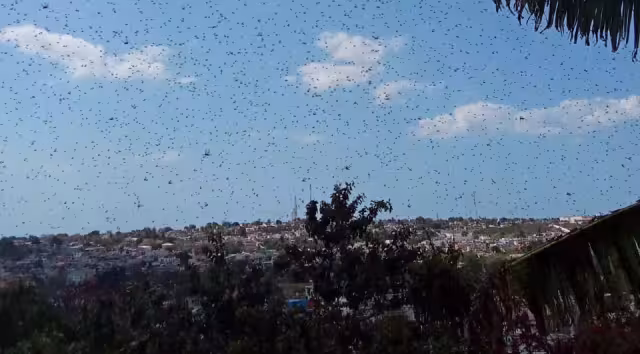 SDA reporta control de cuatro brotes y dos mangas voladoras de langosta.