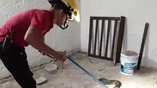 En lo que va del 2025 cinco personas han sido atacadas por serpientes en zonas rurales de Campeche