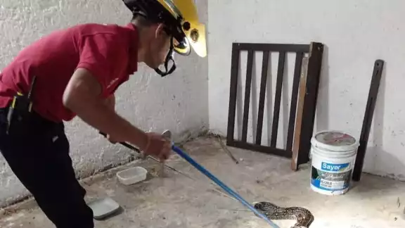 Ya van cinco ataques a humanos en Campeche