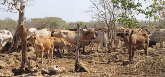 Los productores venden a sus animales al no tener para alimentarlos