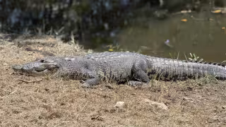 Cocodrilos y tortugas sorprenden a vecinos en la colonia Potrero