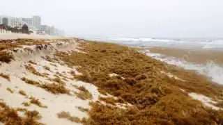 Playa Delfines, en Cancún, es uno de los arenales que se encuentran en semáforo rojo por el exceso de la macroalga, donde además se suma una fuerte erosión