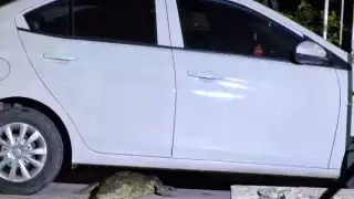 El saurio fue capturado y llevado de vuelta su hábitat natural en la ciénega en Progreso