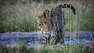 Investigadores advierten que los jaguares de Los Petenes deben conectarse hacia el norte, rumbo a Ría Lagartos o Celestún, para evitar que lleguen a la zona urbana de Campeche.