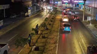 Los árboles retirados formarán parte del primer bosque urbano de Mérida