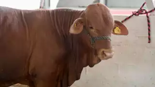 Productores del Oriente siguen “en pie de lucha” ante la plaga