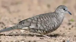 Aseguran que la proteína de su carne es muy buena para los niños