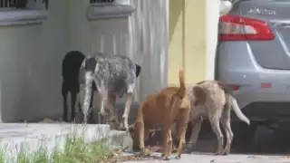 Aumenta número de perros callejeros en Champotón: Urgen campañas de esterilización