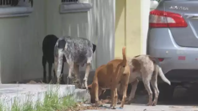 El número de perros callejeros en Champotón ha aumentado significativamente, generando riesgos de salud pública, accidentes y ataques