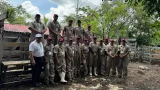 Gobierno del Estado intensifica control del gusano barrenador en Yucatán