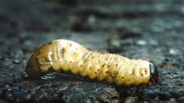 20 casos se han presentado en bovinos y 2 en caballos