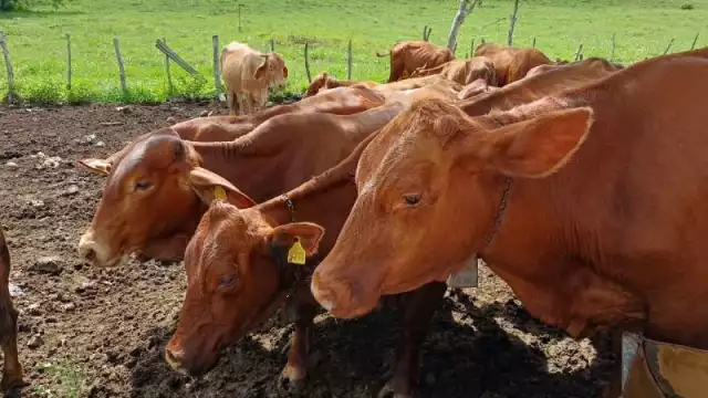Los animales afectados incluyen bovinos, ovinos, caninos y porcino