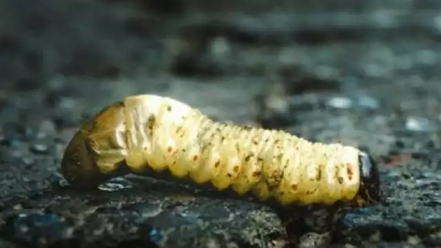 20 casos se han presentado en bovinos y 2 en caballos