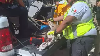 Rescatan a venado tras ser perseguido por una jauría de perros en Playa del Carmen 