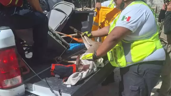 Tras su captura, fue trasladado para reubicación en un hábitat adecuado Tras su captura, fue trasladado para reubicación en un hábitat adecuado