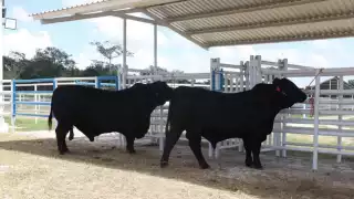 La escasez de alimento ha impactado los costos hasta en 30 por ciento, aseguran las asociaciones