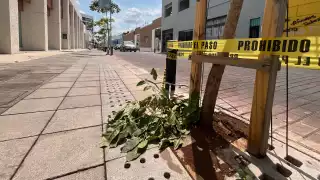 Captan a un hombre dañando los árboles recién plantados  del Corredor Turístico de Mérida