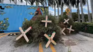 Aumenta el número de pinos naturales en mega puntos verdes de Mérida, ¿Hasta cuándo se podrán llevar?