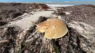 Efectos del Frente Frío 14 provocan recale de fauna marina en costas de Yucatán 
