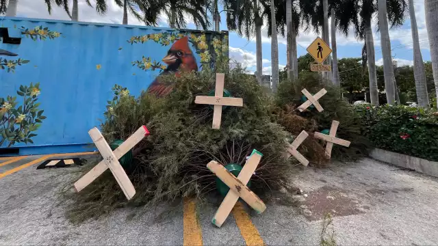 Los pinos naturales pueden ser dejaron en los megapuntos verdes de Mérida