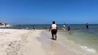   Brote de algas nocivas en Progreso, afecta a la fauna marina; recomiendan evitar el contacto con el mar   