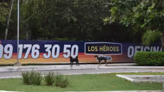 Jaurías preocupan en Mérida; Ayuntamiento prepara acciones para capturar y evaluar a los perros