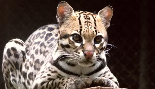 No es común que los ocelotes alcancen esa edad en libertad