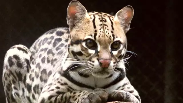 No es común que los ocelotes alcancen esa edad en libertad