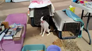 Realizarán Feria de la Adopción en Campeche