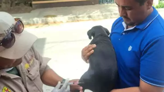 Campeche mantiene su campaña de vacunación antirrábica