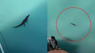 Captan a cocodrilo nadando en aguas de Puerto Cancún: VIDEO 