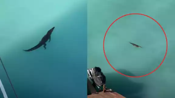 El video generó empatía en los usuarios por la especie en lugar de miedo