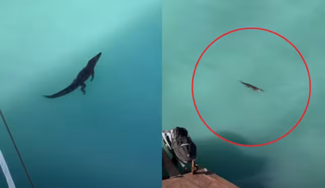 El video generó empatía en los usuarios por la especie en lugar de miedo