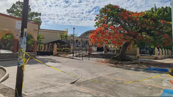 Panal en árbol de escuela desata crisis Panal en árbol de escuela desata crisis