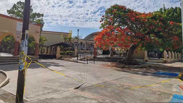 Panal en árbol de escuela desata crisis