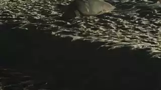 La tortuga Carey intentó desovar en cuatro ocasiones y fue imposible.