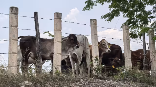 Productores advierten: la sequía ya es peor que el gusano barrenador